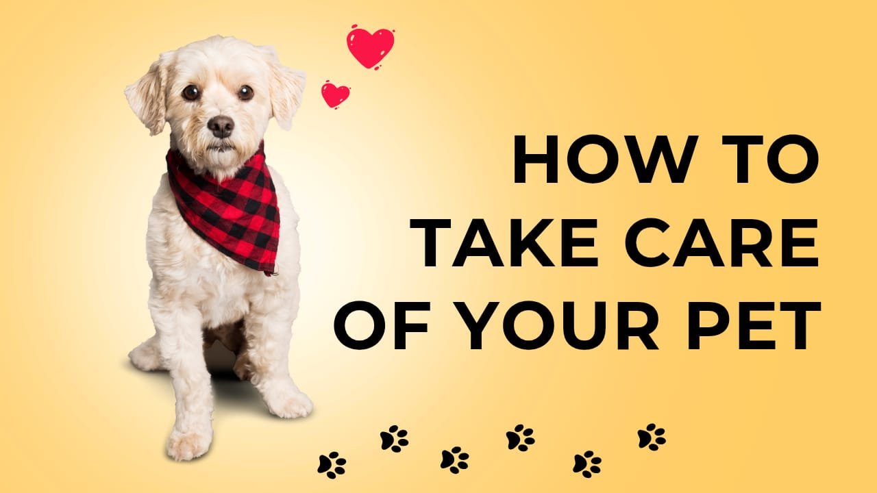 How To Take Care Of Your Pet